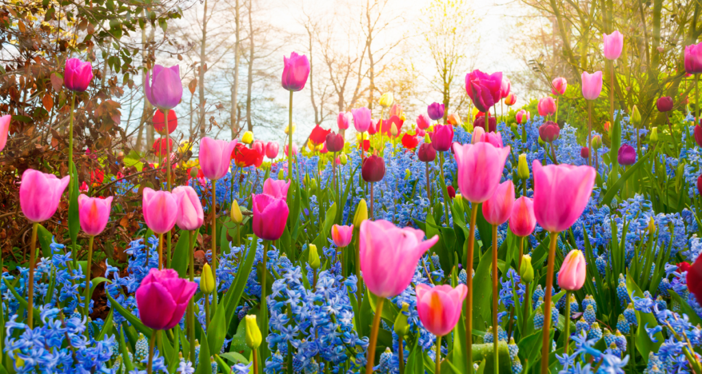 spring tulips blooming
