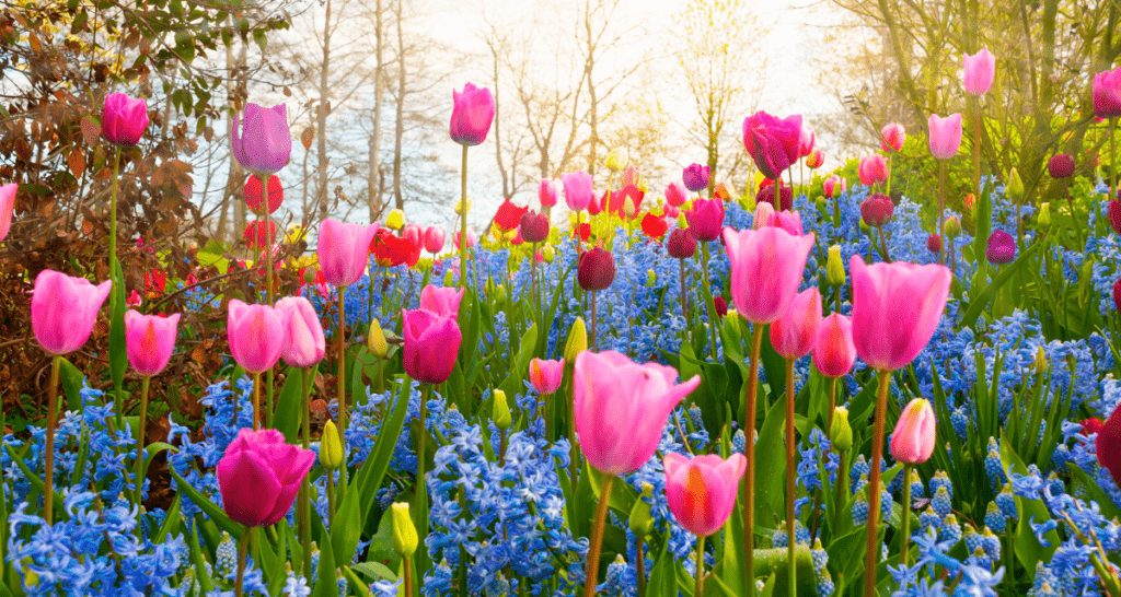 spring tulips blooming