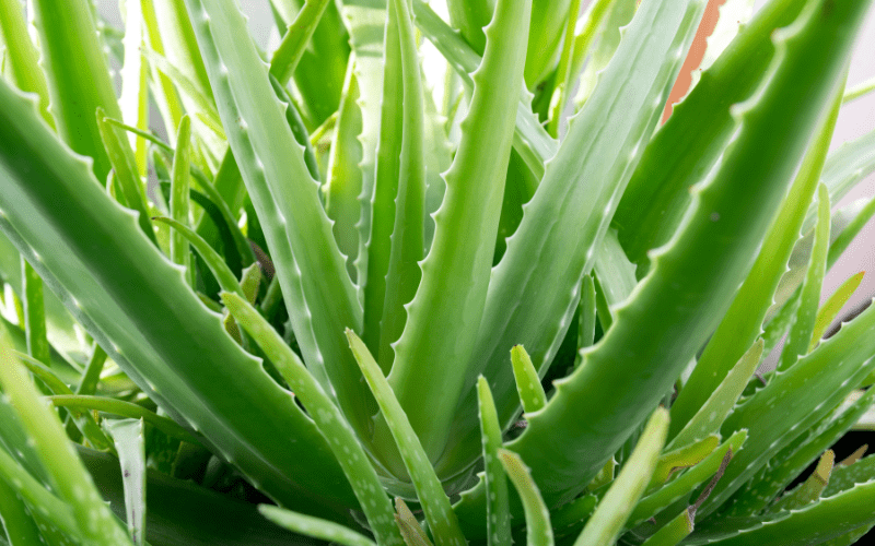 large aloe vera plant