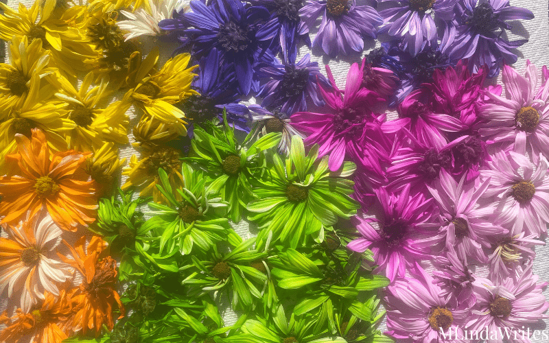 real colorful flowers drying in the sun