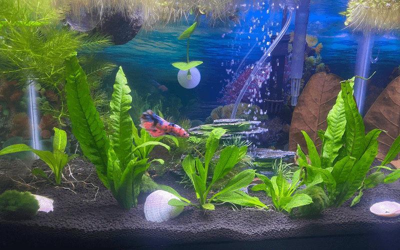 Planted Betta Fish Tank Ideas a beautiful aquarium