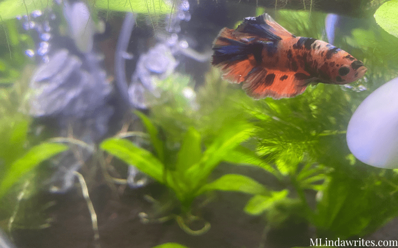 beautiful tangerine koi male betta fish in plantd aquarium
