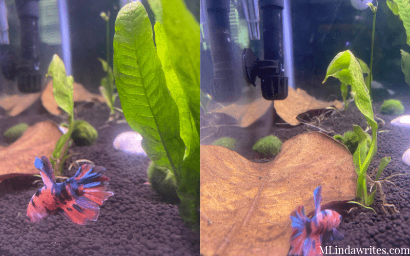 planted Betta fish tank Ideas