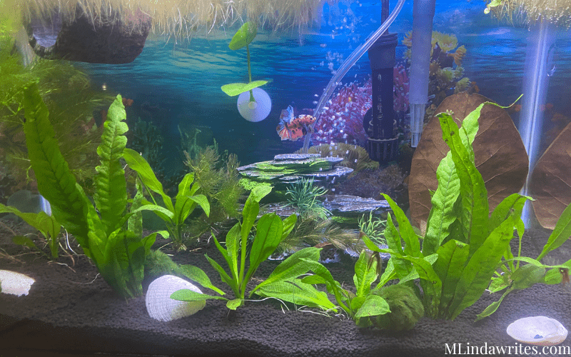 beautiful planted Betta fish tank Ideas