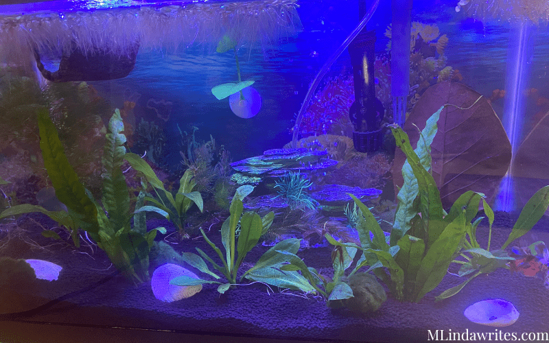 glow in the dark planted Betta fish tank Ideas