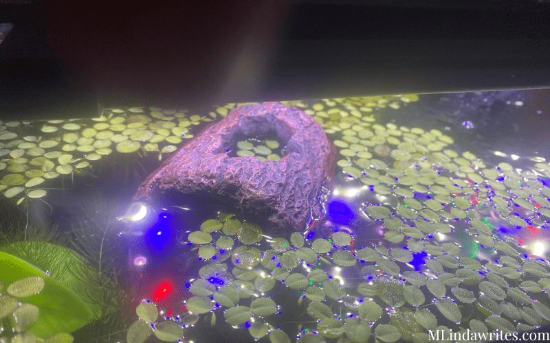 planted Betta fish tank Ideas floating frog bit plants tiny lilly pads