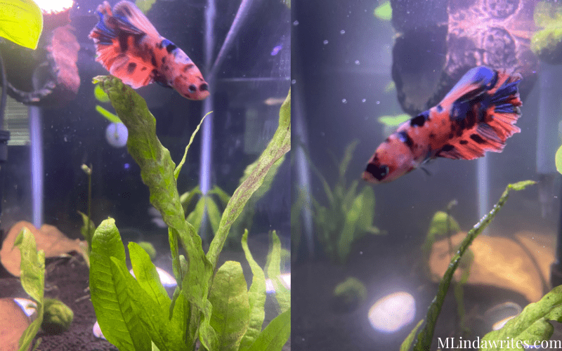 planted Betta fish tank Ideas beautiful tangerine koi male Betta